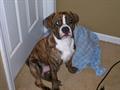 $1000 Reward Lost Dog (Indianapolis)