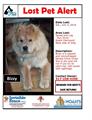 LOST Blonde Female Chow Chow REWARD!