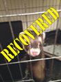 **UPDATE **  RECOVERED** FERRET (GRAND LEDGE)