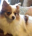 LOST POMERANIAN