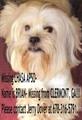 Missing white/blonde Lhasa apso (Clermont )