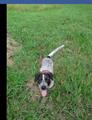 Lost blue healer Beulla