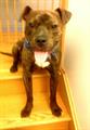 Found pit bull brindle male Near Fullerton and Cicero (Chicago )