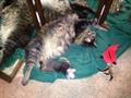 $1000 REWARD LOST CAT (Carlsbad)
