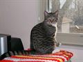 200.00 Reward Silver/Gray Tabby Cat (Florence Ky)