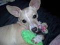 MISSING DOG PLEASE HELP REWARD