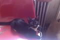 Lost Black and Cat wearing flea collar
