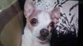MISSING!! VINNIE AND WILLOW MY 2 TOY FOX TERRIERS!! REWARD!! (GRAND LEDGE)