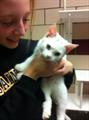Lost: White Cat in Oakdale Historic Neighborhood (W. Oakdale Dr.)