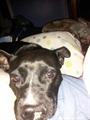 Lost Dog