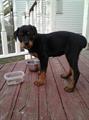 REWARD ($300) LOST ROTTWEILER PUPPY (East Dayton)