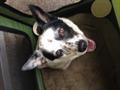 Found Dog white with black spots.