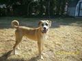 Be on the look out for dog who escaped house fire (Chester)