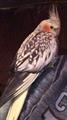 ** LOST COCKATIEL BIRD ** $ REWARD $ (Central / Bryn Mawr)