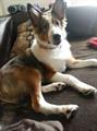 $500 CASH REWARD!!!!! (north canton)
