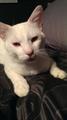 REWARD!!! LOST CAT   NEW SHACKLE ISLAND/SAVELY DR AREA (hendersonville)