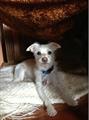 REWARD   White Terrier Mix   PLEASE HELP (Clarkston)
