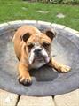 (Reward) Lost Bull Dog (South Bend/Niles)