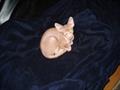 Lost Kitten