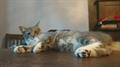 LOST GREY TABBY CAT