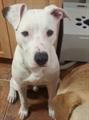 Lost Dog   please help 