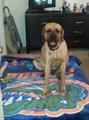 180LB Mastiff Sterile lost  500 REWARD (carrollwood village) 