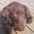MISSING/ STOLEN CHOCLATE LAB (Eupeil Lane)