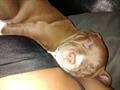 stolen 2mo rednose pit