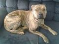 *REWARD* $500 Missing Male Brindle Pit Bull (Eastwood)