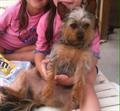  $1,000 reward for lost Yorkie mix (Savannah, Ga.)