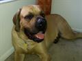 Lost Mastiff