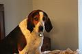 REWARD!! LOST WALKER/BLOODHOUND DOG (West Linn, OR)