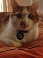 Lost Cat Huge Reward! (parkville perry hall)