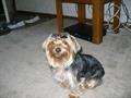  STOLEN female yorkshire terrier (saint joseph)