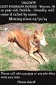 LOST DOG  Reward offered (Warren, IN)