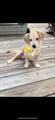 Male Dog “Rudy” 
