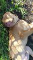 PIT BULL STOLEN FROM NORTHLAKE IL