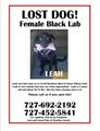 LOST   LEAH   BLACK LAB (CLWR/SAFETY HARBOR)