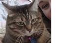 $300 REWARD Lost tabby cat in White Bear Lake/Vadnais Heights (white bear lake)