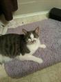 Reward.....Gray and White Cat Lost in Washington (Washington)