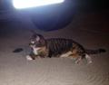 Found tgis sweet kitty (Hwy W and Winding pines)