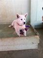 $$REWARD$$ PLEASE HELP STOLEN 6 MONTH OLD HUSKY/SHEPERD MIX PUPPY (Palmdale/Lancaster )