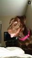 (REWARD) MISSING FEMALE CHOCOLATE LAB 