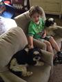 LOST! 2 shitzu dogs. REWARD (North )