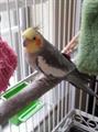 LOST cockatiel (Gas City)