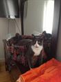 Lost CAT Gray & White Tabby $1000 reward (Watertown)