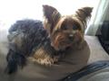 Lost, Miniature Yorkie. (REWARD) (South Christian Park Area)