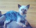 Please help lost Yorkie (Castor St)