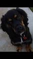 COCKER SPANIEL REWARD $500. (SFV)