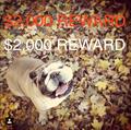 Missing/Lost English Bulldog